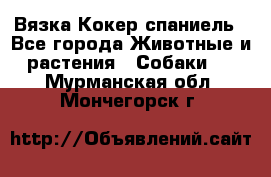 Вязка Кокер спаниель - Все города Животные и растения » Собаки   . Мурманская обл.,Мончегорск г.